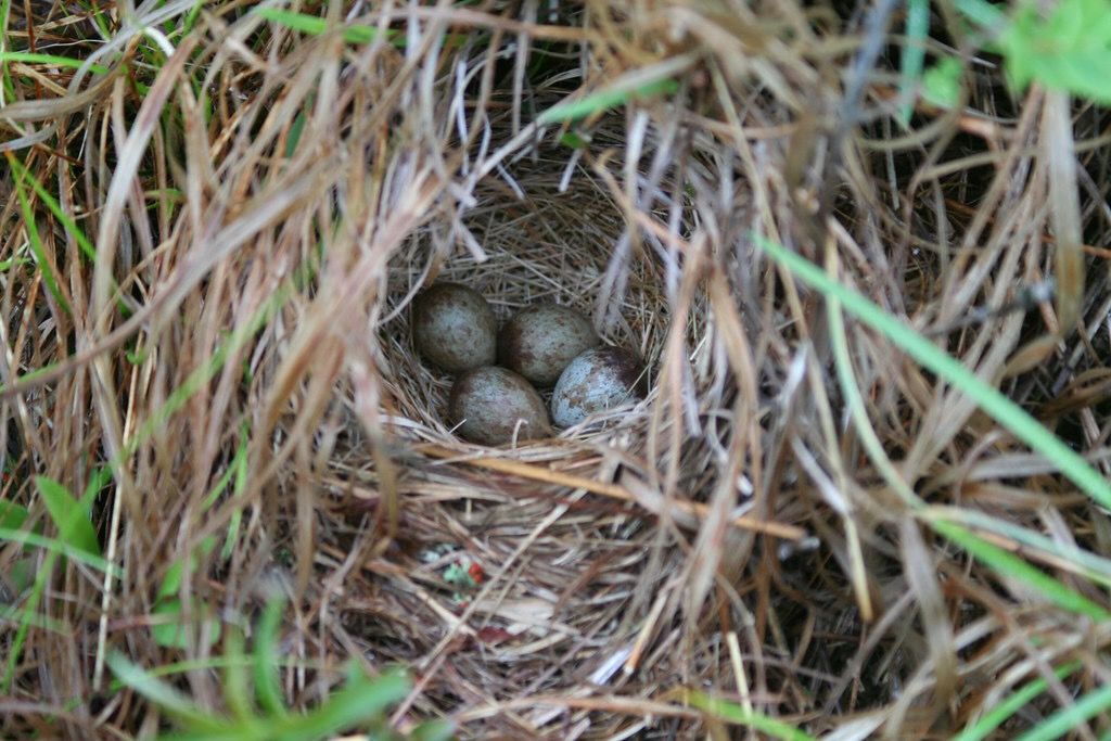 savannah sparrow nest by michaelcobballen is licensed under CC BY-NC-SA 2.0.